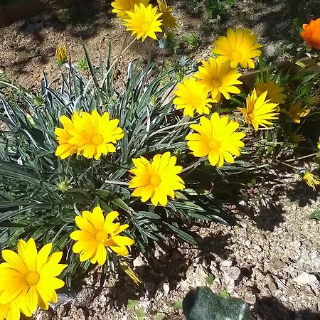 La Croisette Sainte-Maxime